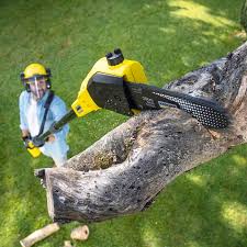 Tree and Shrub Care in Cameron, WI